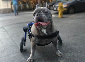 Small Wheelchair for French Bulldog 