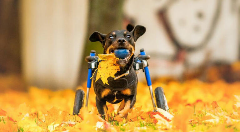 Fall leaves with wheelchair dog running