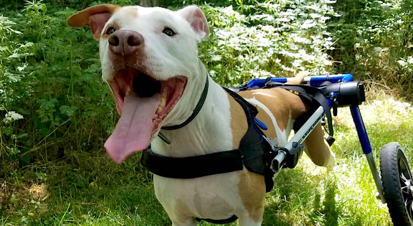 Happy boxer uses wheelchair for neural disease