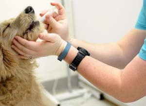 Treatment for Canine Cancer in aging dog