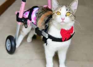Cat wheelchair for disabled cat