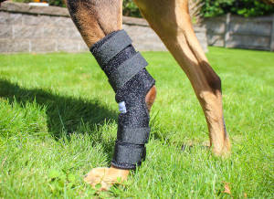 Dog wraps for leg support