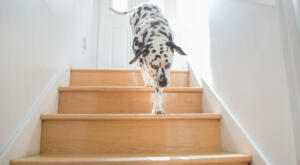 Dog walk on Stairs