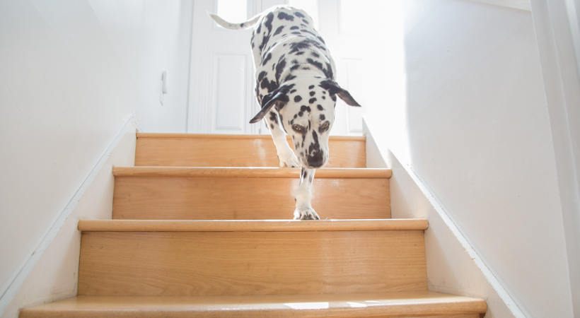 dog climbing stairs