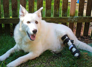 Large white dog wears adjustable splint on hind leg