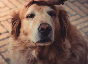 Aging dog health and caring for golden retriever