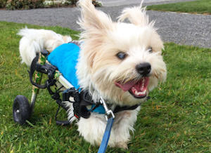 Small dog recovers from neural condition with wheelchair