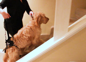 Rear lifting harness for helping dog on stairs.