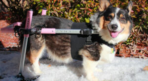 Small skis for dog wheelchair
