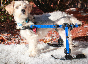 Mini skis for Walkin' Wheels wheelchair