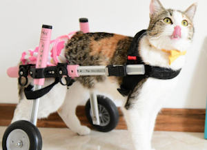 Cat wheelchair promotes brain health
