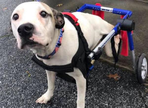 Paralyzed Dixie rescue dog on wheels