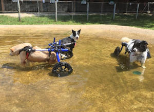 disabled rescue dogs get second chance