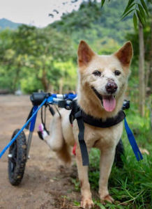 Thai street dog finds home at elephant rescue
