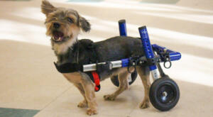 Rescue Yorkie Takes First Steps