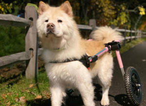 Akita dog wheelchair to promote healthy hips