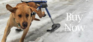Buy Dog Wheelchair Skis