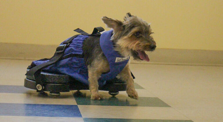 Indoor pet mobility solution for handicapped dog