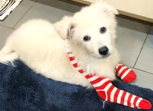 Halo the Pyrenees rescue puppy