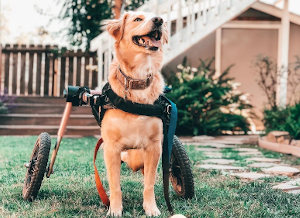 Happy wheelchair dog
