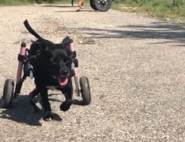 Rescue dog Pixie runs in her Walkin' Wheels