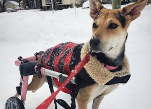 Paralyzed dog in wheelchair bundles up on a winter walk