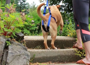 Dog rear support leash for stairs