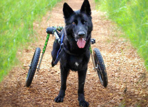 dog wheelchair to support spine
