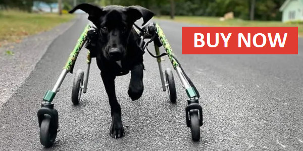 Walkin' Wheels full support dog wheelchair buy now