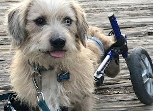 dog wheelchair helps dog exercise