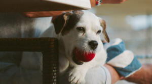 Jack Russel at home with his toy