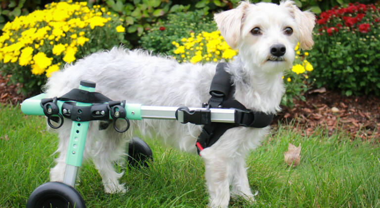 seafoam wheelchair for handicapped dogs