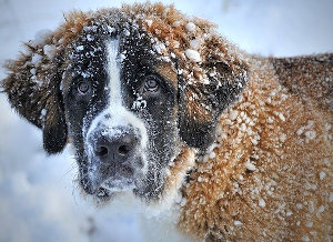 Protecting your dog from frostbite in the winter.