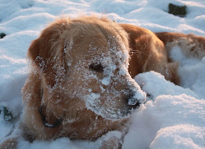 Over exposure to cold can lead to frostbite in dogs.