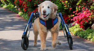 Dog arthritis with wheelchair