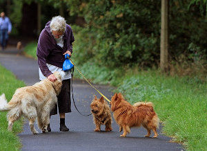 Benefits of regular exercise for seniors and their older dogs
