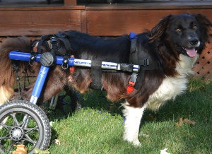 border collie wheelchair