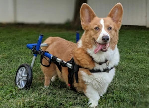 Corgi wheelchair for IVDD