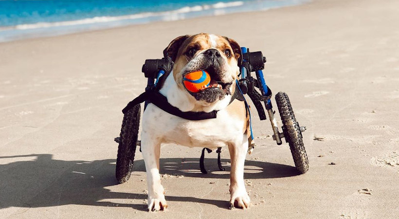 Disabled pet wheelchair