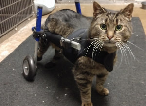 feline mobility loss solution