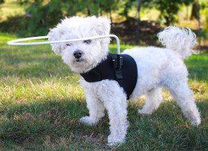 Blind dog handles vision loss with help of halo