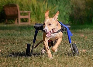 Disabled dog runs in wheelchair