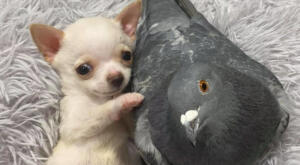 Unlikely Friends: Pigeon and Chihuahua