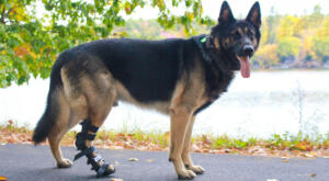 Adjustable splint for osteoarthritis in pets