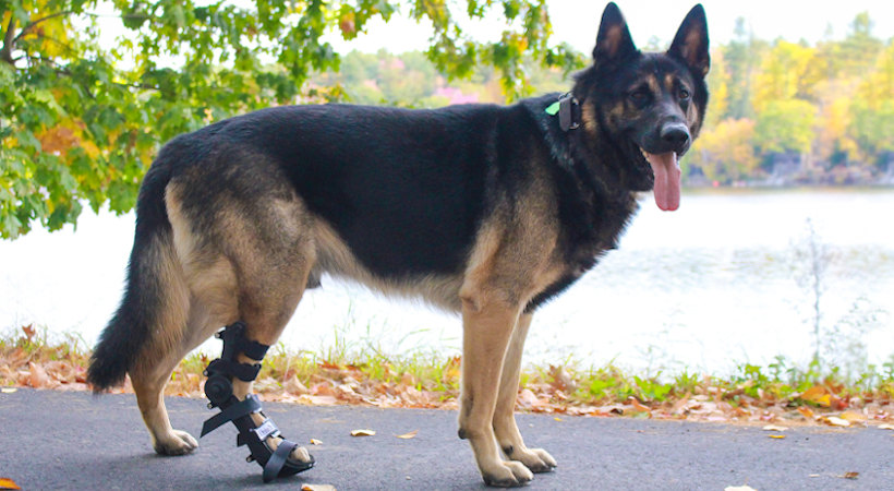 Dog Rear Leg Injury: How to Help Your Dog Heal | Walkin' Pets