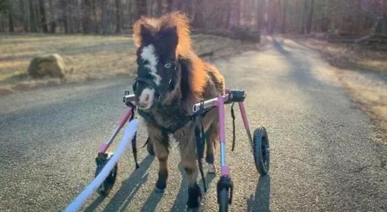 Mini Horse Wheelchair