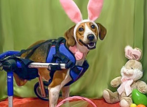 wheelchair dog is cadbury bunny