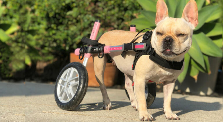 Frenchie wheelchair