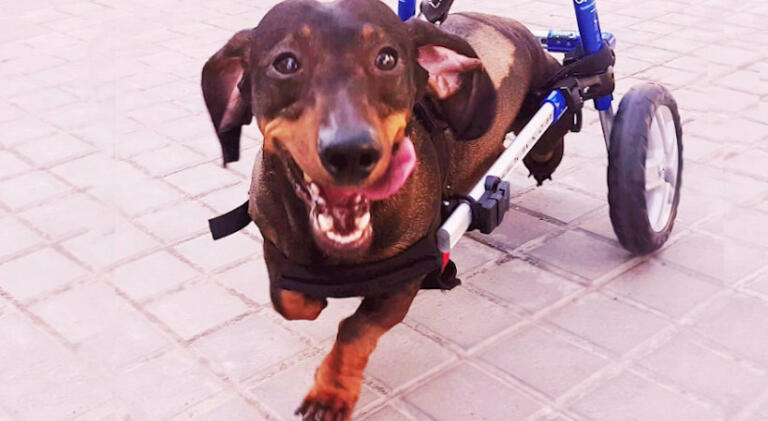 dachshund running in wheelchair