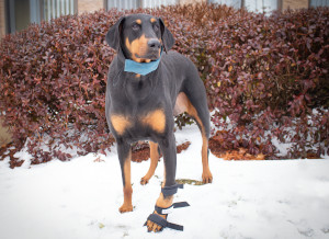 Dog with Osteosarcoma in front leg supports leg with splint